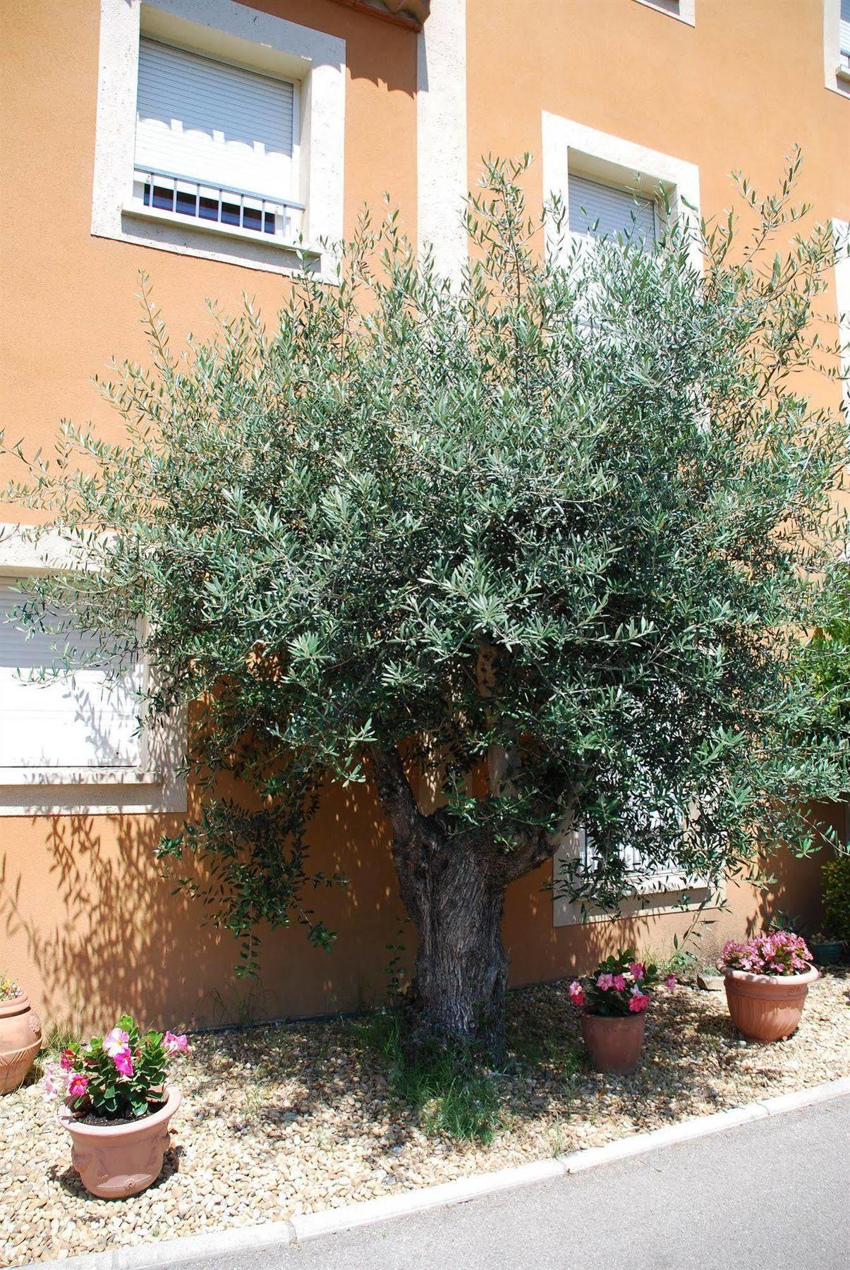 Bédarieux Hotel De L'Orb מראה חיצוני תמונה